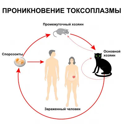 Гептрал таблетки 400мг №20 с бесплатной доставкой на дом из «ВкусВилл» |  Санкт-Петербург