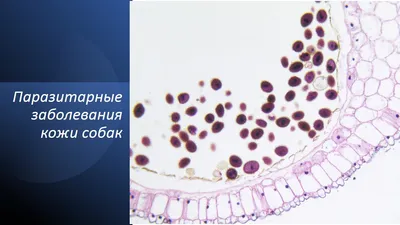 Клещевые поражения кошек (памятка для владельцев) | Ветеринарная клиника  доктора Шубина