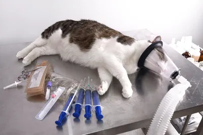Глисты у кошек: причины, симптомы, лечение, профилактика в домашних условиях
