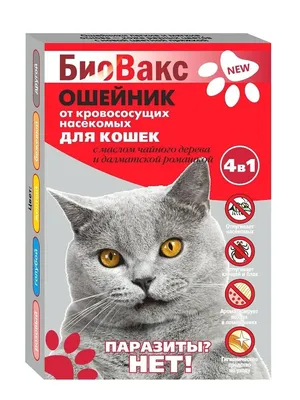 Adoption центр для кошек \"Муркоша\" - Обработка бездомной кошки от паразитов🙀  Как известно, даже 100% домашних кошек, ни разу в жизни не бывавших на  улице, нужно для профилактики обрабатывать от паразитов. Что