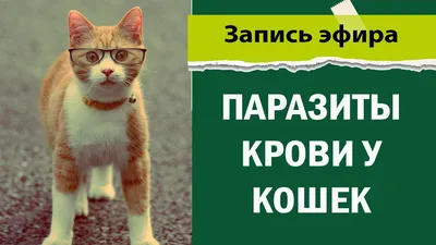 Капли против паразитов для кошек Серия 44, пипетка, 0,75 мл, 2 шт - отзывы  покупателей на маркетплейсе Мегамаркет | Артикул товара:100023037441