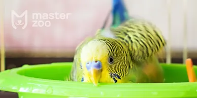Как купать попугая - Зоомагазин MasterZoo
