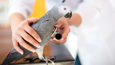 Паразиты у попугая - Форумы о попугаях