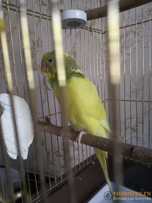 Чем болеют попугаи и как их лечит ветеринар орнитолог | Стимптомы и  профилактика заболеваний домашних попугайчиков