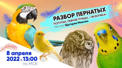 Паразиты попугаев и других домашних птиц Мир хвостатых - журнал о домашних  питомцах.
