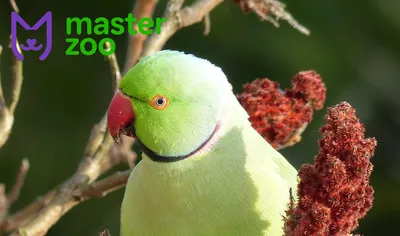 Паразиты попугаев | Хвост Ньюс
