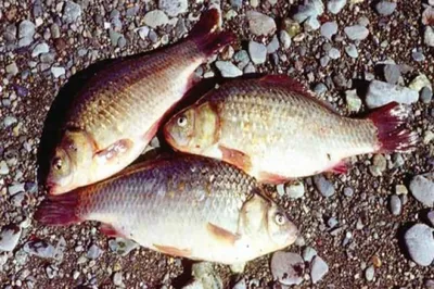 Эксперт: 99% рыбной продукции на Дальнем Востоке заражено паразитами -  PrimaMedia.ru