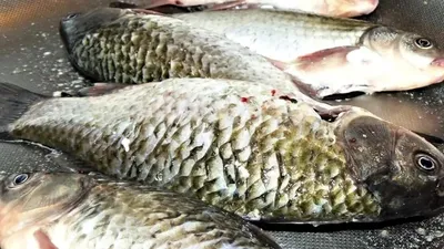 Рыба с гельминтами - супермаркет в Киеве попал в скандал | Стайлер