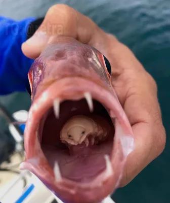 🐗ПЯТАЧОК | БИЙСК on Instagram: \"Что делать, если вы нашли паразитов в рыбе?  Тема неприятная, но, согласитесь, нужная, ведь бывает всякое. 📌 Первое. К  сожалению, никто не застрахован от этого, покупая дикую