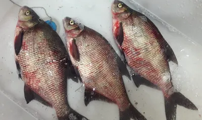 Паразиты в рыбе: какие бывают и как от них избавиться? | ВКонтакте