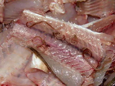 В Джурджулештах обнаружили 26 тонн свежезамороженной рыбы, зараженной  паразитами | СП - Новости Бельцы Молдова