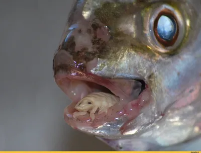 Рыбка с сюрпризом | Пикабу