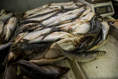 Паразиты породили рыбный кризис в Молдове