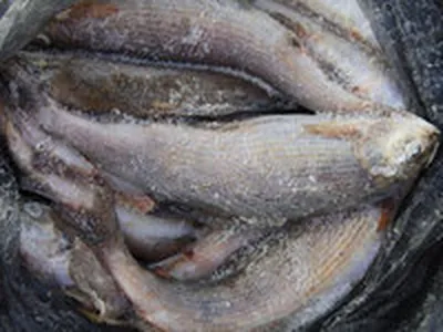 В замороженной рыбе компании «Тнува» обнаружен опасный паразит