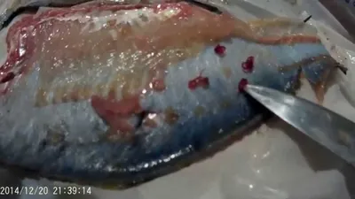 ФОТО) В Молдову пытались ввезти 26 тонн рыбы, зараженной паразитами -  NewsMaker