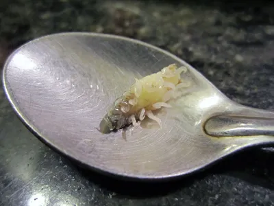 Личинки паразитов нашли в горбуше, произведенной одним из рыбзаводов на  Сахалине - SakhalinMedia.ru