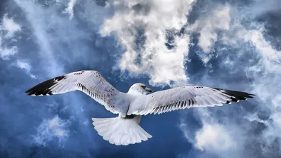 Маленькая Птица Парящая В Небе Наполненном Серыми И Белыми Облаками —  стоковые фотографии и другие картинки Без людей - iStock