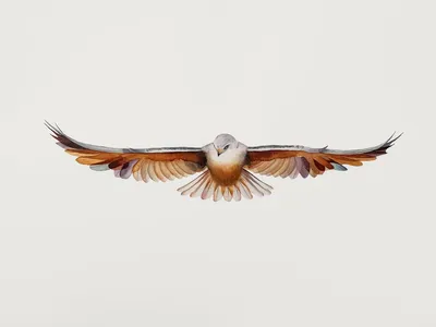 Птица парящая в небе - 70 фото