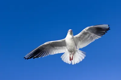 Парящая птица (34 фото) | Белоголовый орлан, Орлы, Полярная сова