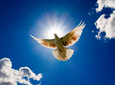 Птица парящая в небесах, мнимая …» — создано в Шедевруме