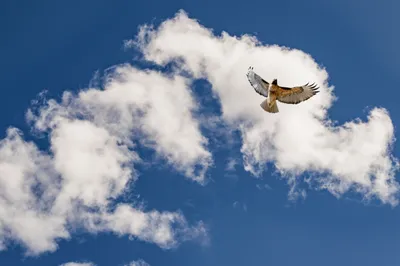 Обзор. Летающая птица на батарейках. Машет крыльями 🦅 | КОТО🐈БЛОГ | Дзен
