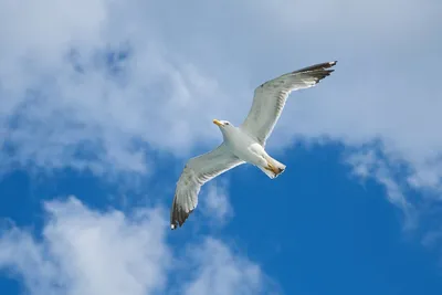 Хищная птица парящая в синем небе Стоковое Фото - изображение насчитывающей  условия, клюв: 155319944