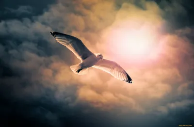 Парящая птица как замечено в голубом небе трески накидки Массачусетса США  Стоковое Фото - изображение насчитывающей небо, массачусетс: 118287584