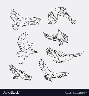 Изображение голубя, вектор. Летающая птица, линии. Векторная иллюстрация  птицы Векторное изображение ©sveta.lavrenteva.87.list.ru 277722606