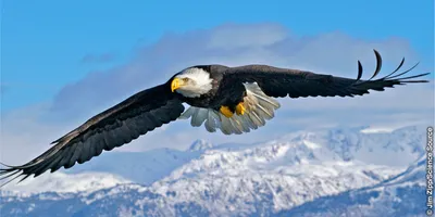 Бесплатные Летающая птица стоковые фотографии | FreeImages