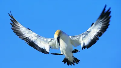 Парящая птица в полете стоковое фото. изображение насчитывающей витать -  70620074