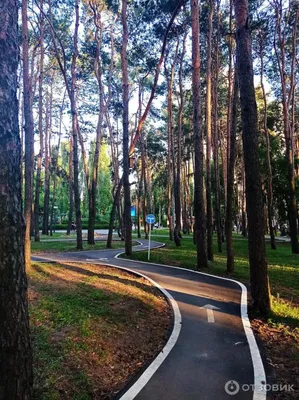 В воронежском парке «Дельфин» планируют построить зону барбекю и вейк-парк  - Воронежские новости