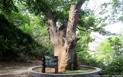 Межрегиональный фестиваль корейской культуры в Волгограде : Korea.net : The  official website of the Republic of Korea