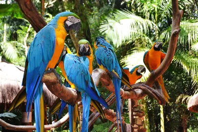Парк птиц «Воробьи»
