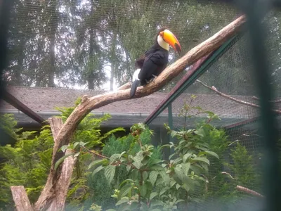 Парк птиц Игуасу (Parque das Aves) – центр спасения и возвращения птиц в  дикую природу