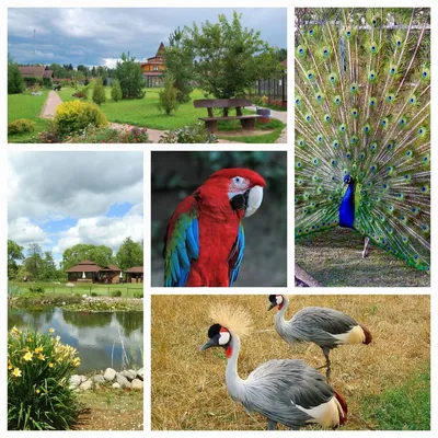 Парк птиц Джуронг (Jurong Bird Park)