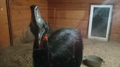 Парк птиц - Phuket Bird Park, Пхукет - «Детская экскурсия на Пхукете от  Анекс тур. Ребятам понравится!» | отзывы