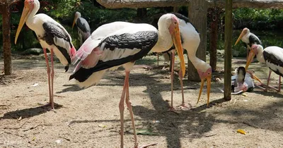 Не на что кормить»: парк птиц «Воробьи» в Калужской области просит о помощи  - Агентство социальной информации