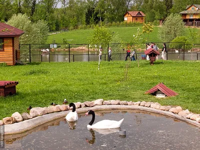 Россия, Калужская обл., Парк птиц \"Воробьи\" - «Простор, свобода, много  зелени и высокое небо, разнообразие пернатых и дружелюбные крупные  животные.» | отзывы