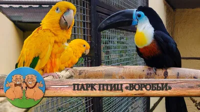 Первомай в Калужской области. Парк птиц
