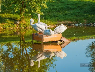 Иволга (парк птиц Воробьи), Россия. Остальное, Калужская область — отзывы  туристов, туры, фото, видео, забронировать онлайн