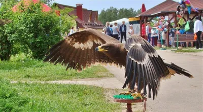 Парк птиц \"Воробьи\" в Калужской области