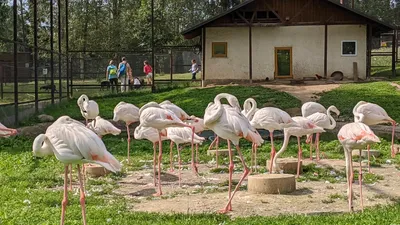 Экскурсия в этномир и парк птиц • Увлекательное приключение с Миром  Впечатлений