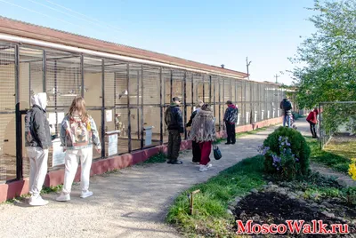 Экскурсия в Парк птиц Воробьи. В гости к пернатым - цены, отзывы,  расписание - заказать билеты онлайн на visotatour.ru