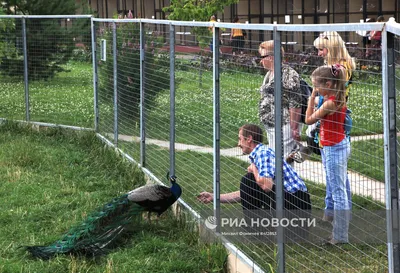 Парк птиц \"Воробьи\" в Калужской области - YouTube