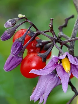 Паслён сладко-горький (Solanum Dulcamara)