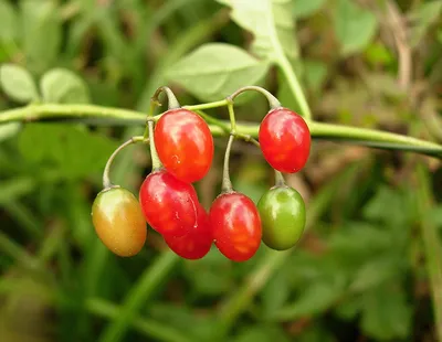 Паслен сладко-горький (Solanum dulcamara L.)