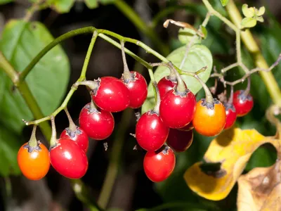 Паслён сладко-горький - Solanum dulcamara