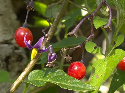 Паслен - Solanum. Флора Ульяновской области.