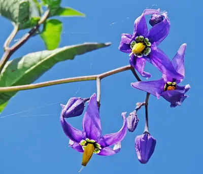 Паслён сладко-горький (Solanum dulcamara). Фото на сайте \"Грибы: информация  и фотографии\"