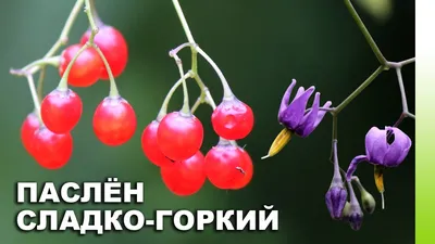 Паслен-сладко-горький | Бататовые Кущи